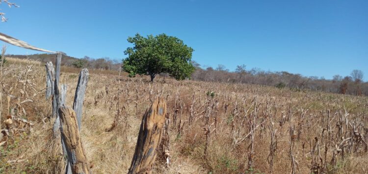 Paisagem seca